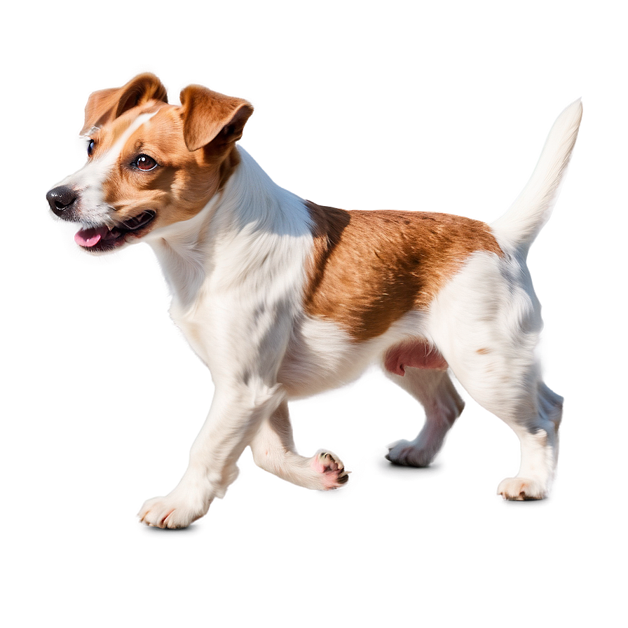 Jack Russell Terrier In Motion Png Aha68