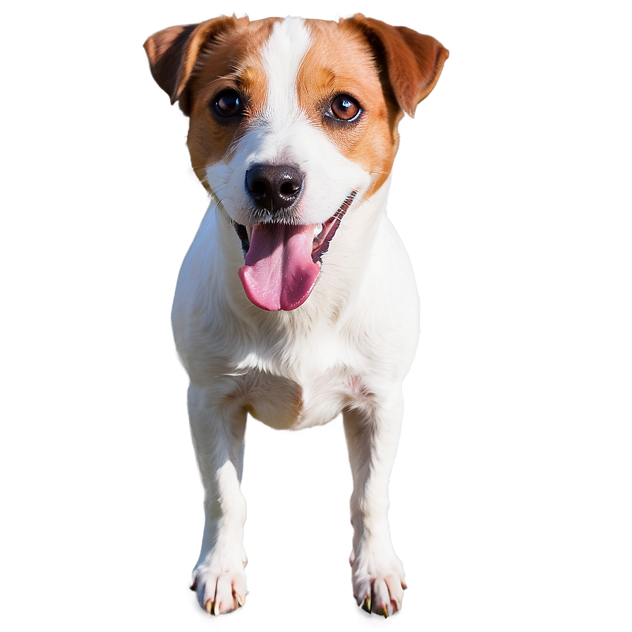 Jack Russell Terrier Portrait Png Bwb