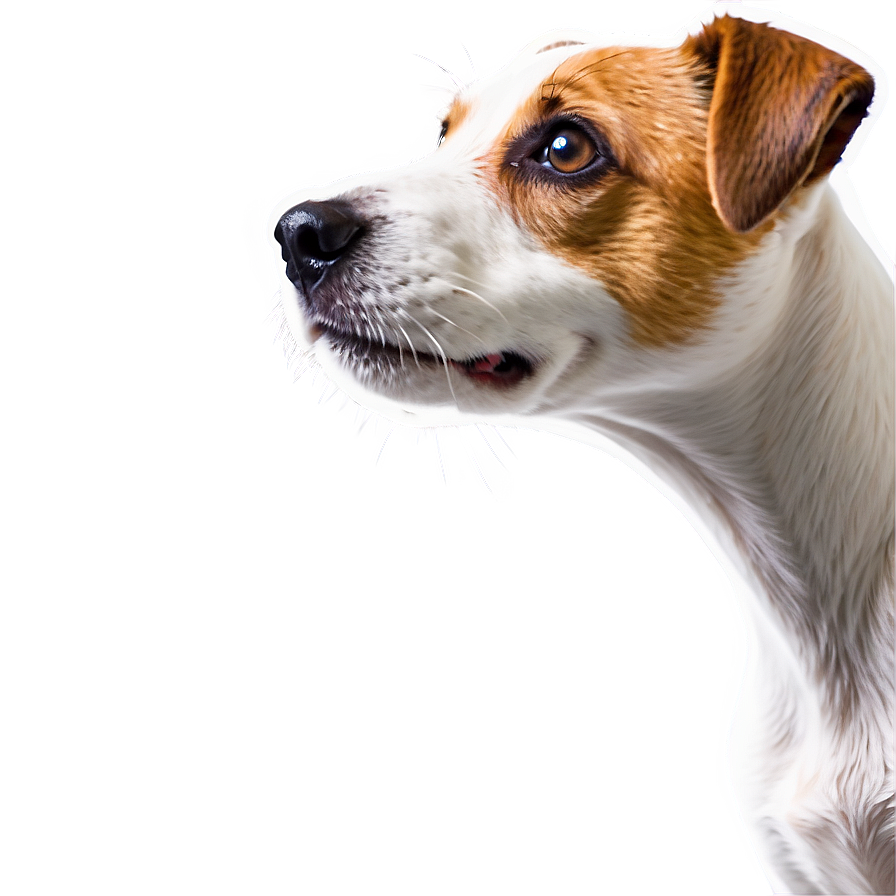 Jack Russell Terrier Profile Png 74