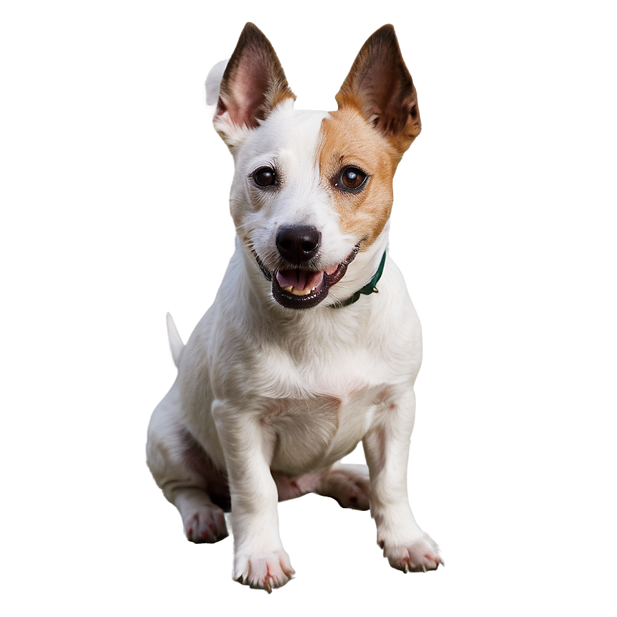 Jack Russell Terrier Sitting Png 6