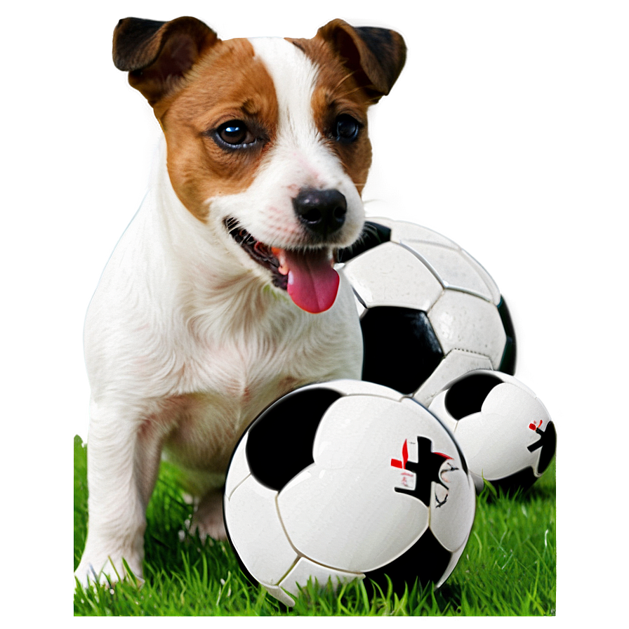 Jack Russell With Ball Png Mfs14