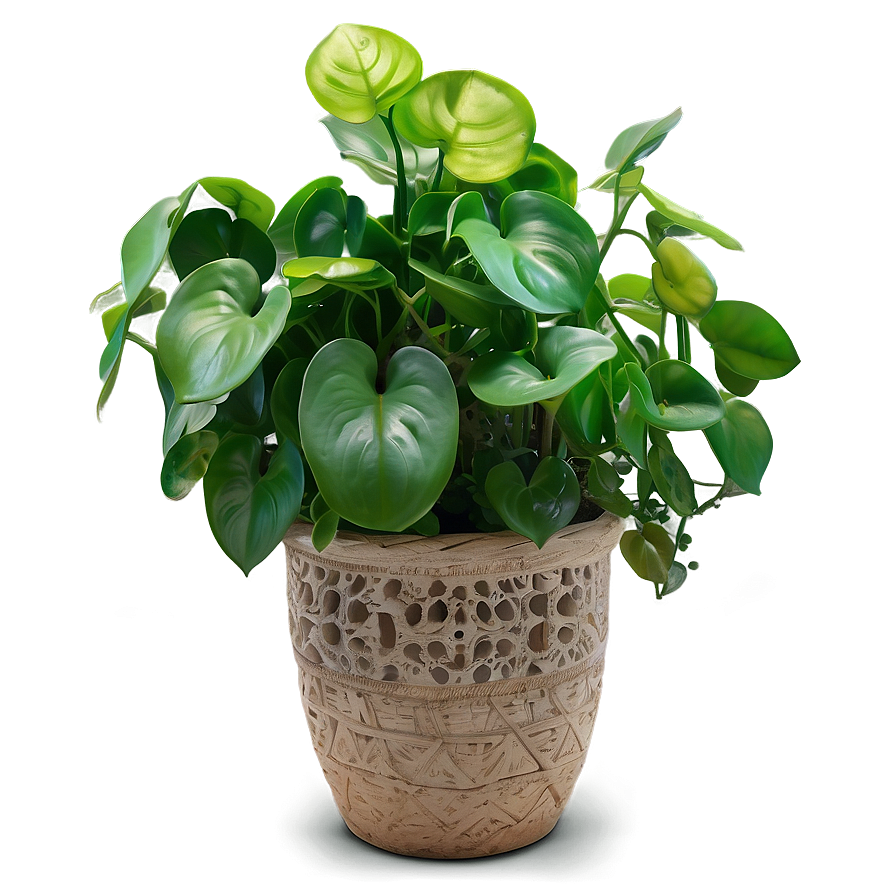 Jade Pothos Maintenance Guide Png 46