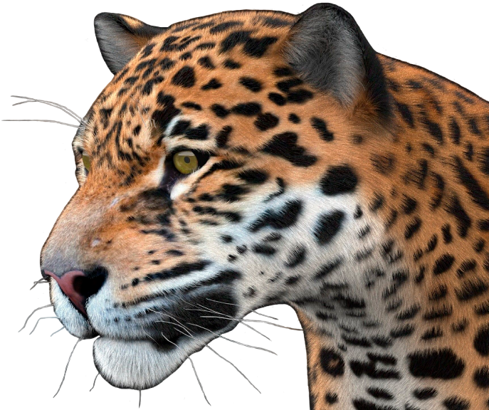 Jaguar Portrait Profile View