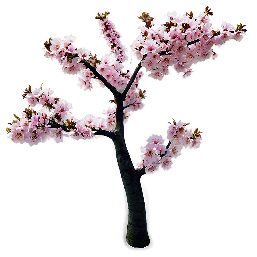 Japanese Cherry Tree Png 06212024