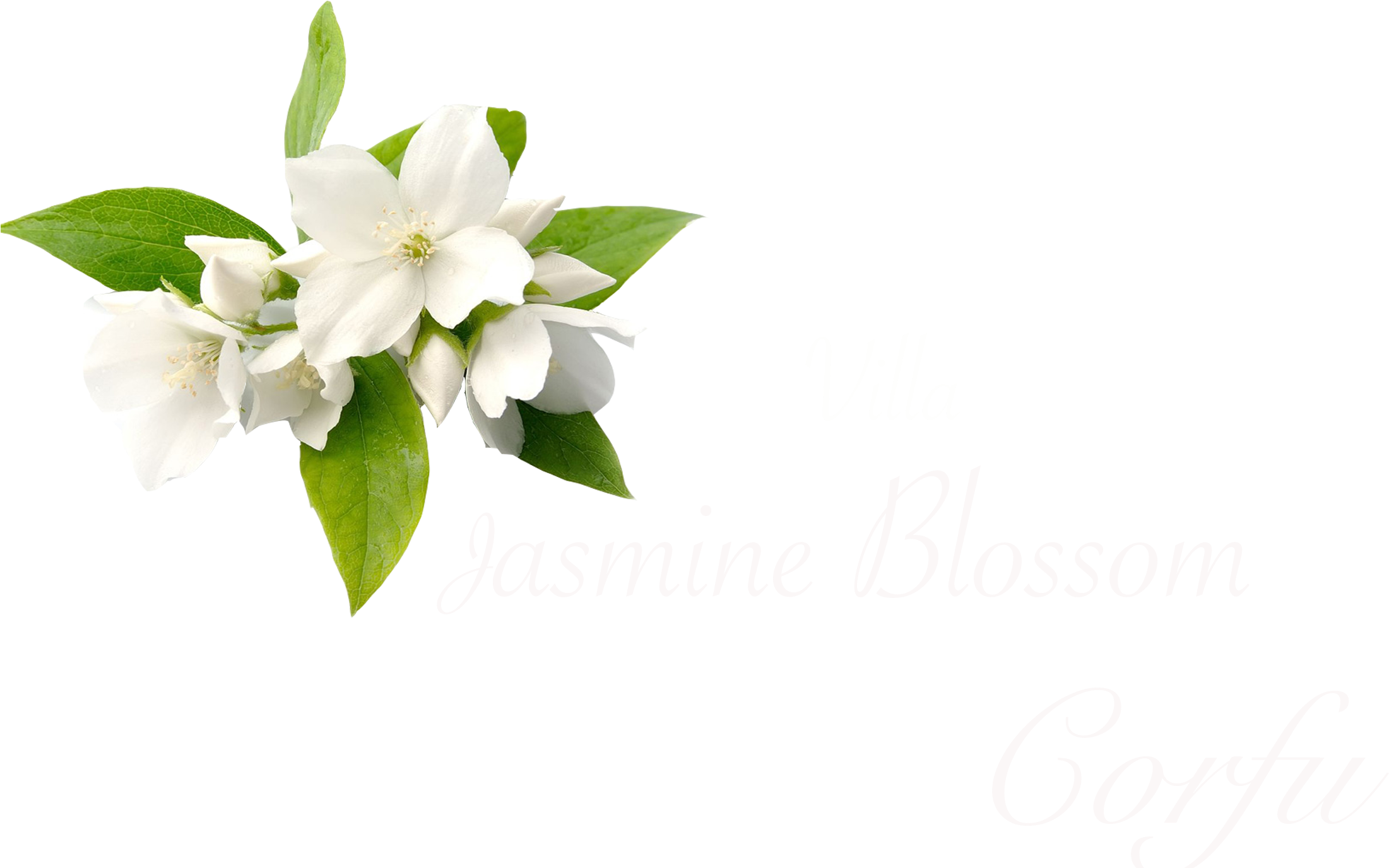 Jasmine Blossom Villa Corfu