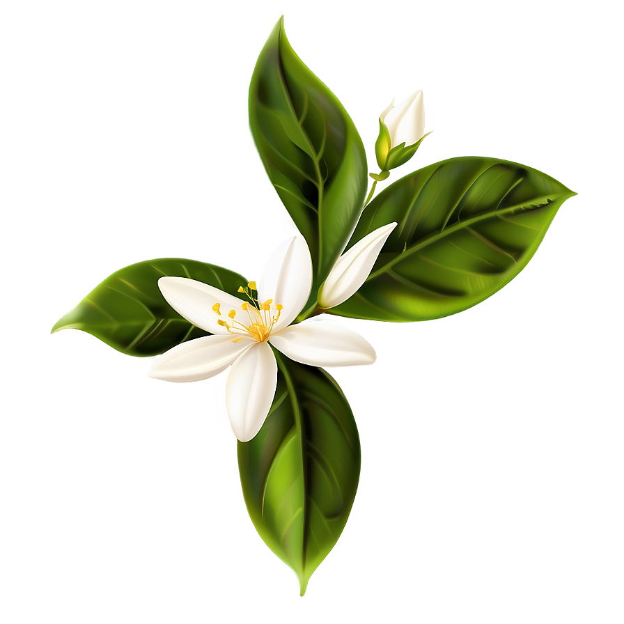 Jasmine Flower Transparent Png Wjh52