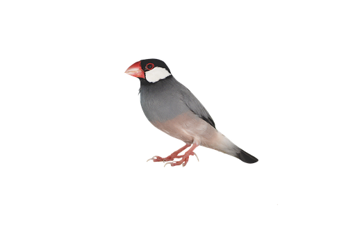 Java Sparrow Black Background