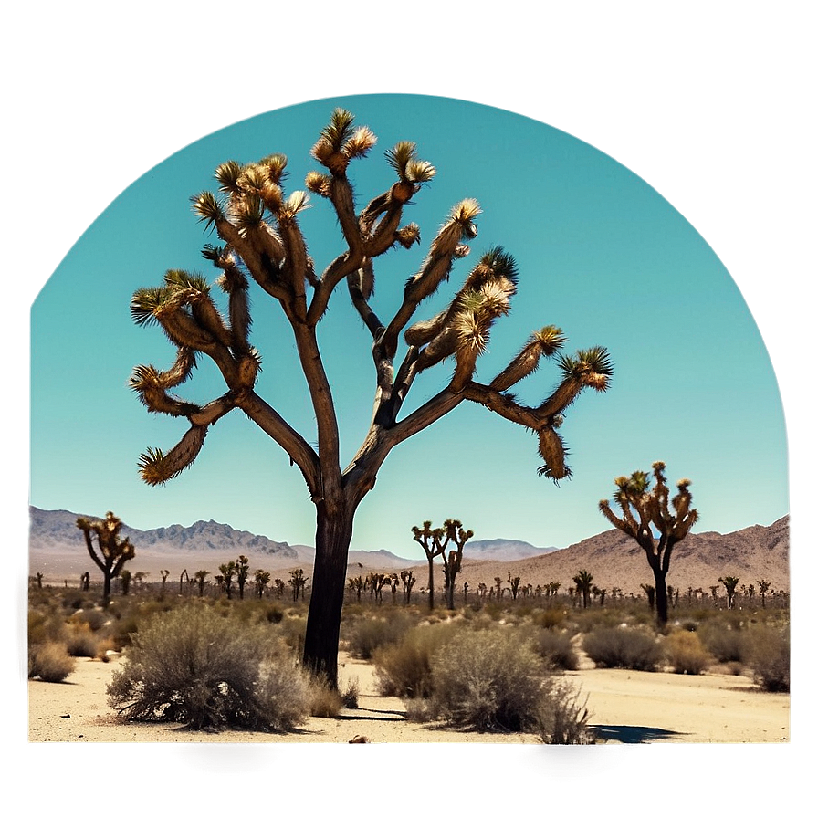 Joshua Tree In Vintage Filter Png 75