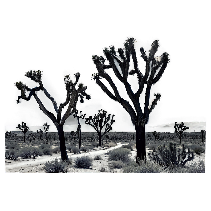 Joshua Tree Monochrome Scene Png 59