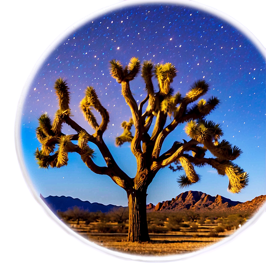 Joshua Tree Under Moonlight Png 06262024