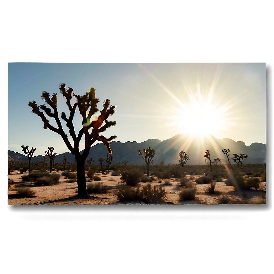 Joshua Tree With Sun Flare Png Sdp76