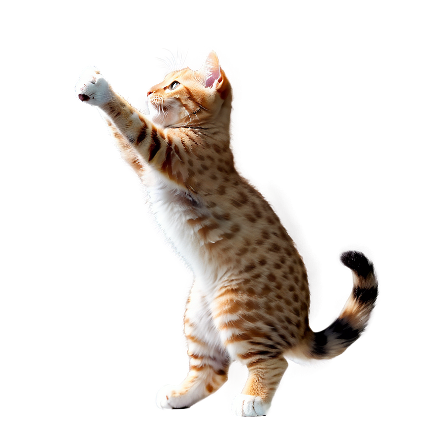 Joyful Kitty Png Jqd21