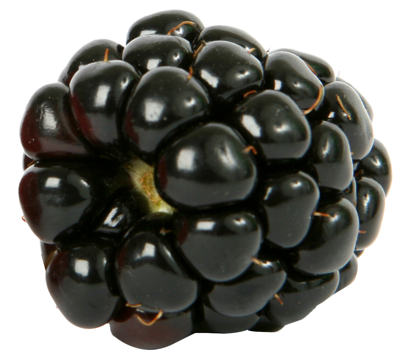 Juicy Blackberry Closeup.png