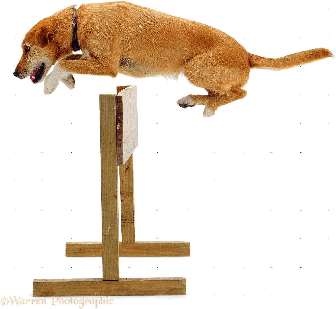 Jumping Dog Agility Hurdle