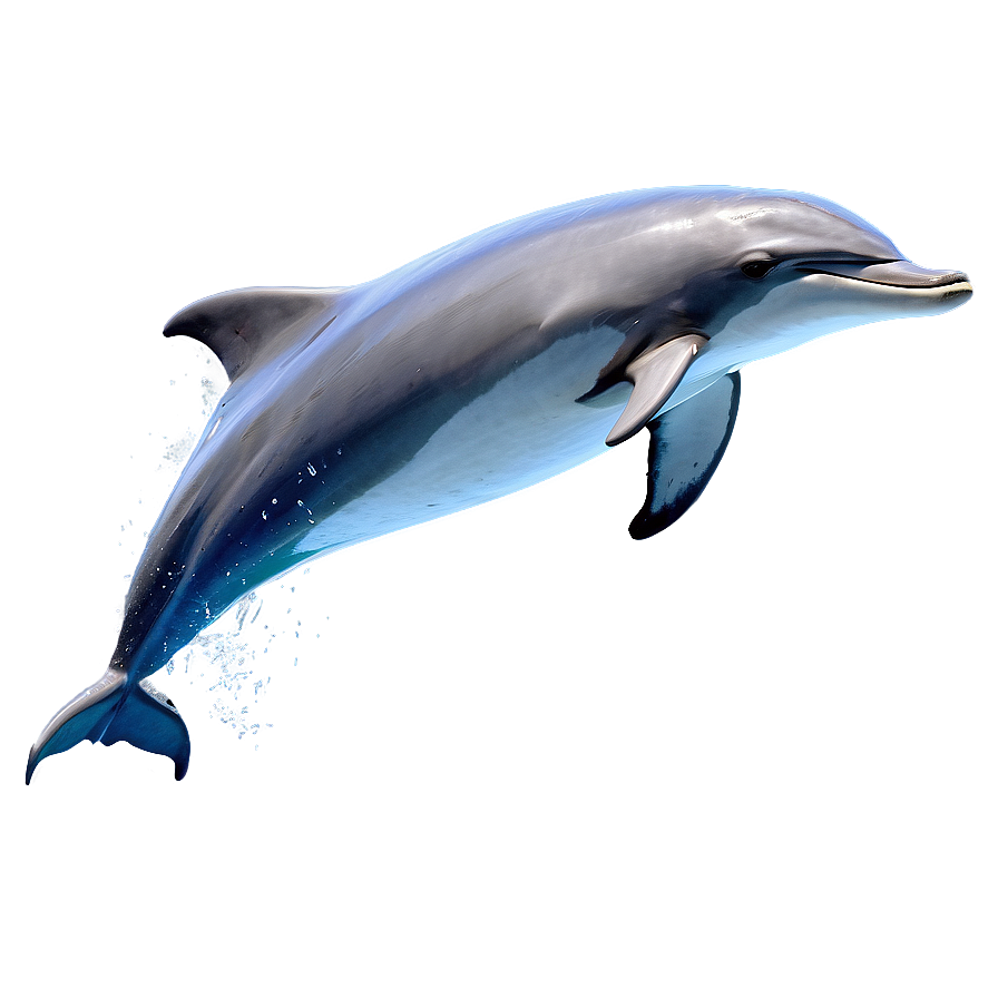 Jumping Dolphin Png Vug