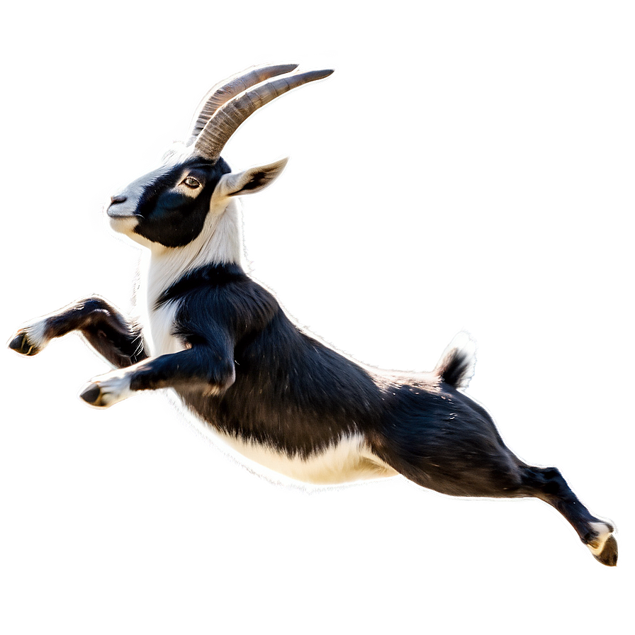 Jumping Goat Png 05232024