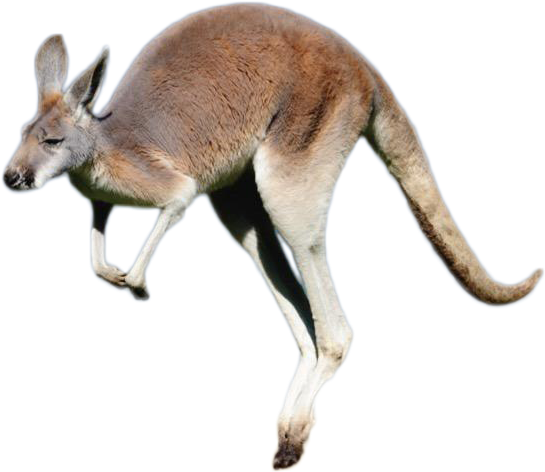 Jumping Kangaroo Isolated.png