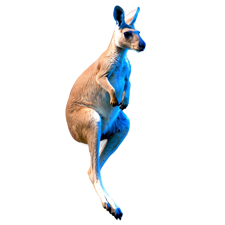 Jumping Kangaroo Png Ytb2