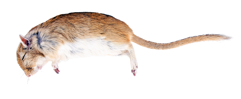 Jumping Rat Isolated Background