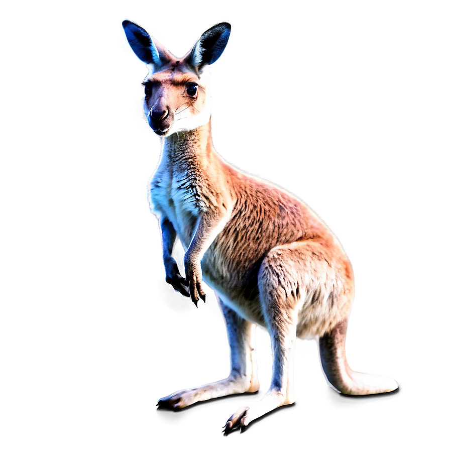 Kangaroo And Joey Png Rrj