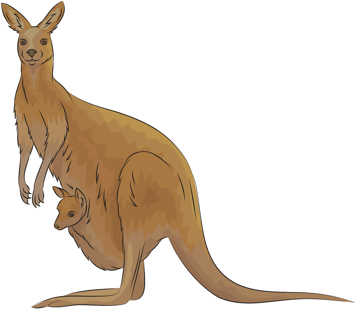 Kangarooand Joey Illustration