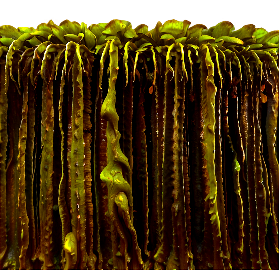 Kelp Forest Algae Png Jlk85