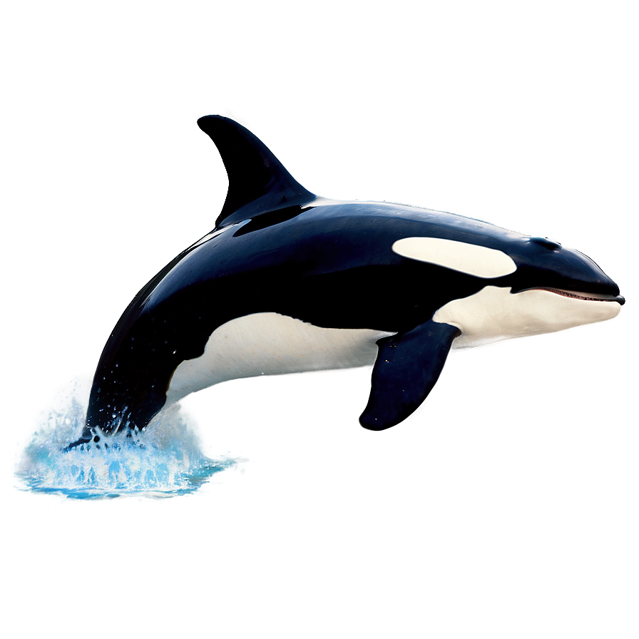 Killer Whale In Ocean Png 14