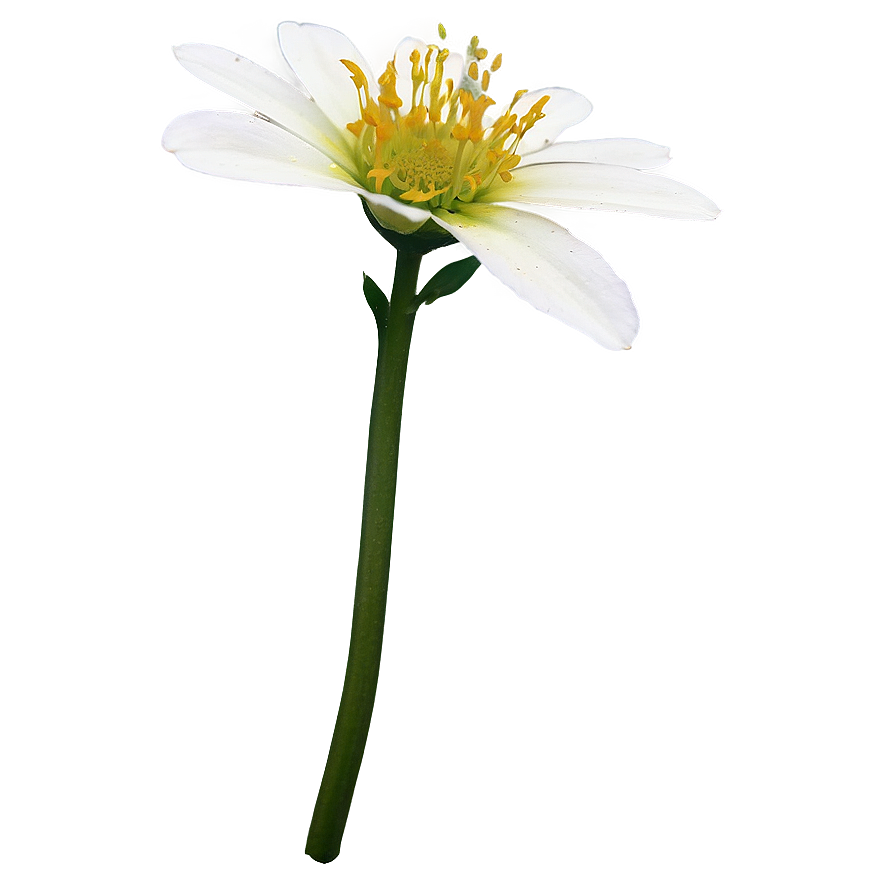 Kimilsungia Flower Png Vud