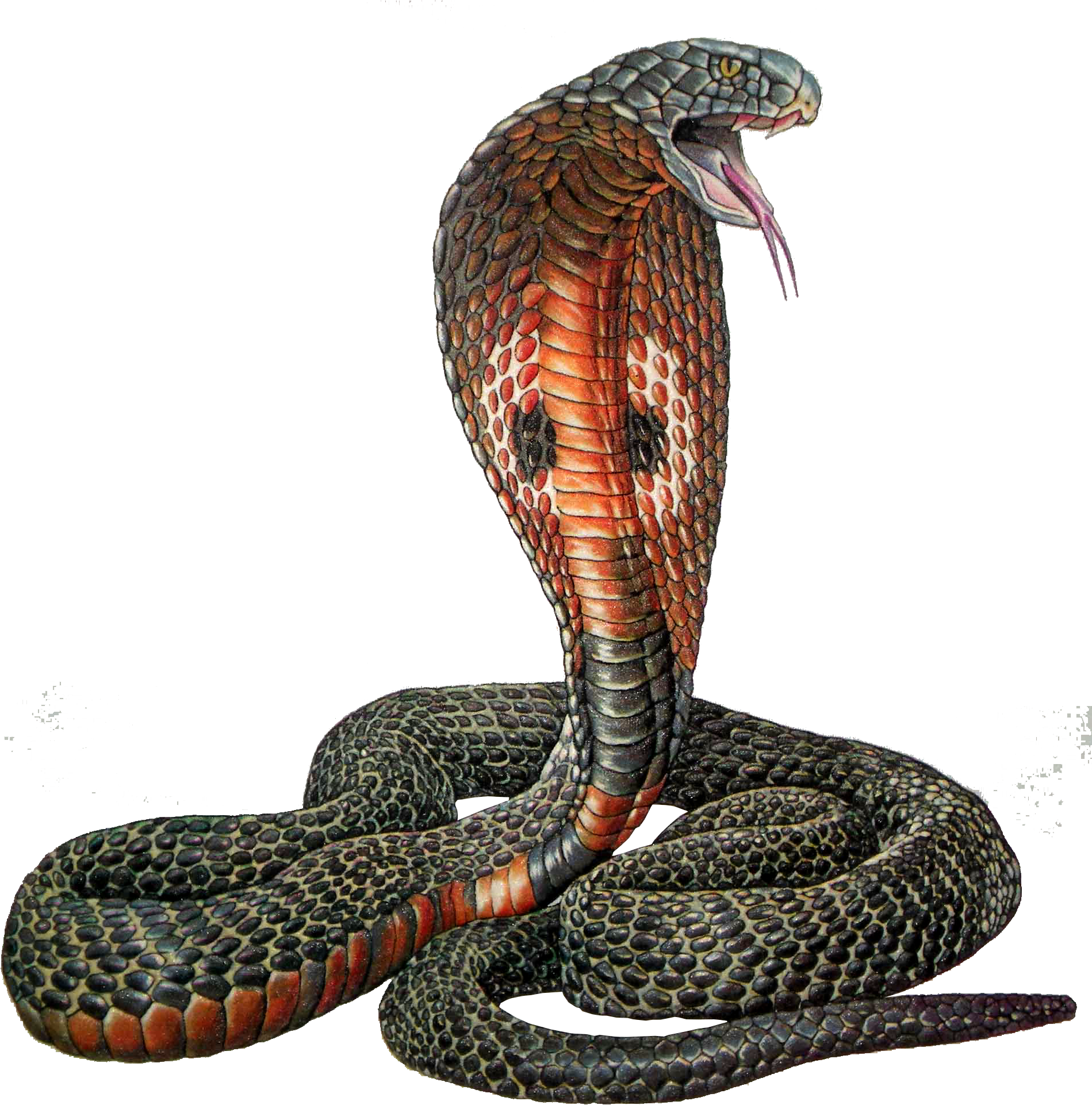 King Cobra Illustration