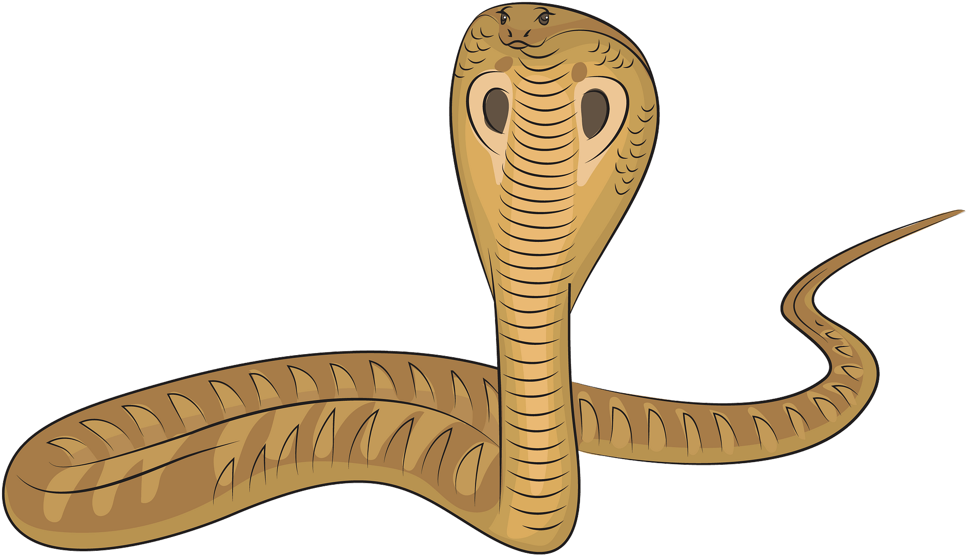 King Cobra Illustration