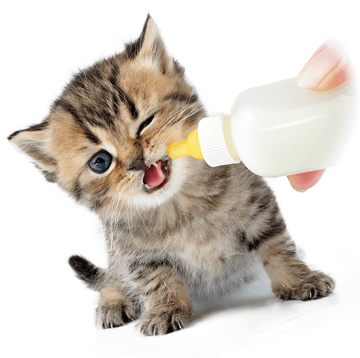 Kitten Drinking Milk From Bottle