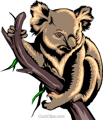 Koala Clingingto Tree Branch