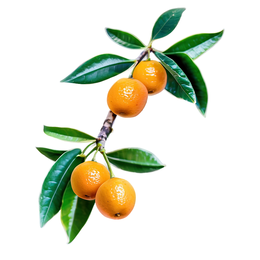 Kumquat Branch Png 50