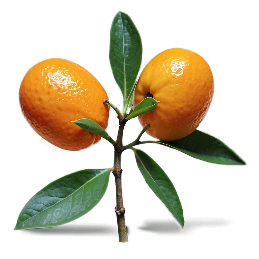 Kumquat Pair Png 06252024