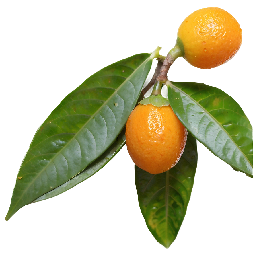 Kumquat Pair Png Qvu