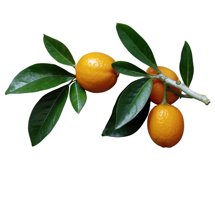 Kumquat With Leaves Png 3