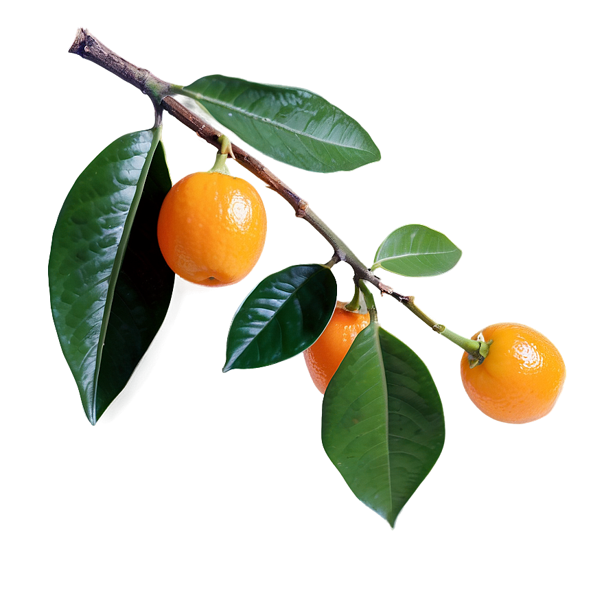 Kumquat With Leaves Png Txu65