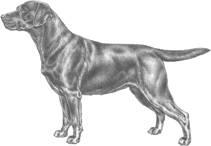 Labrador Retriever Sketch