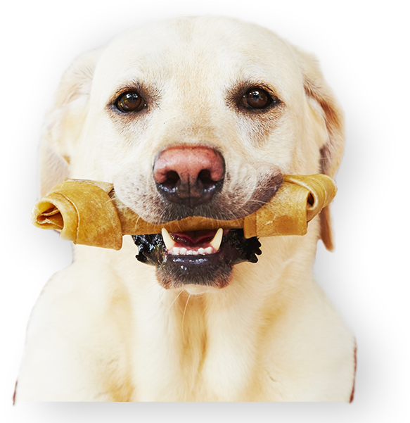 Labrador Retriever With Bone