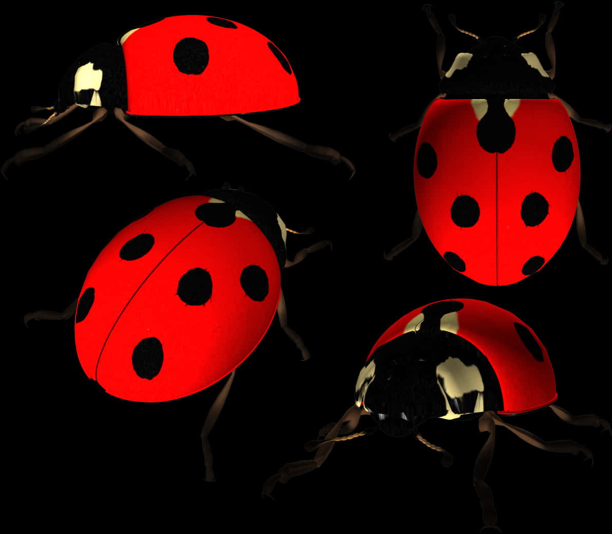 Ladybugsin Darkness