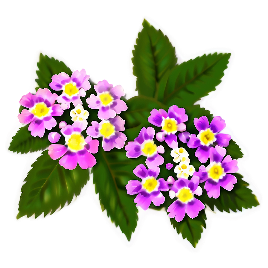 Lantana Flower Illustration Png 17