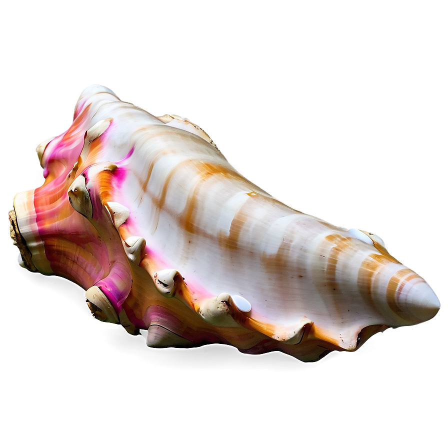 Large Conch Shell Artwork Png 94