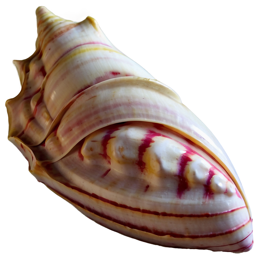 Large Conch Shell Artwork Png Bna97