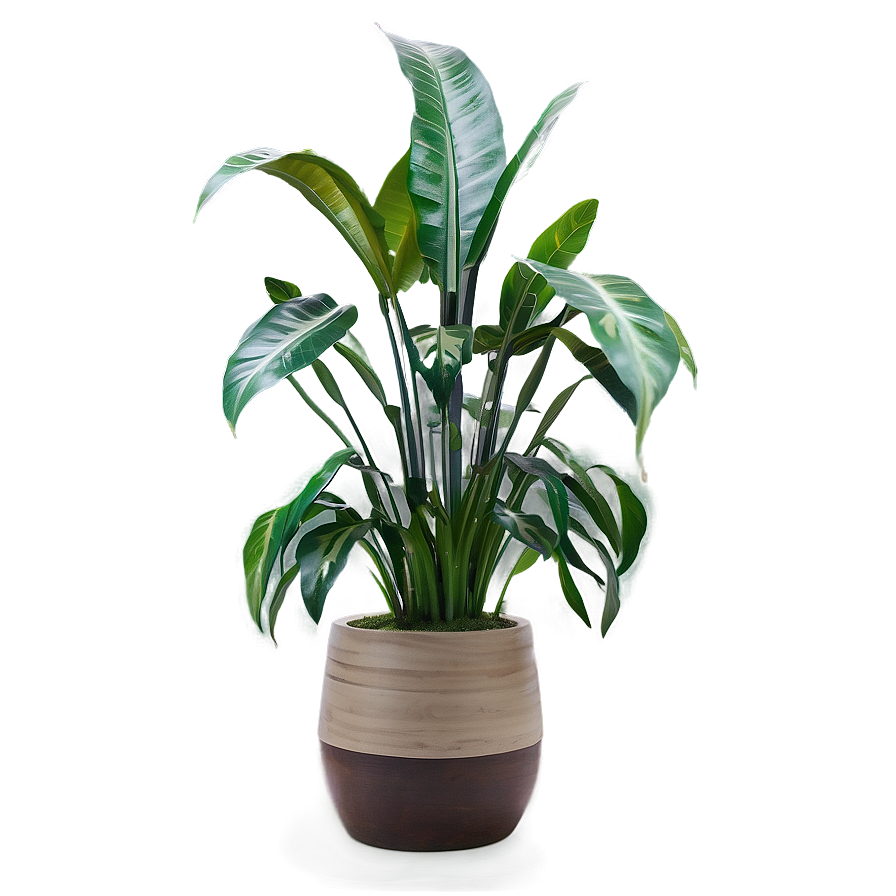 Large Floor Plant Png 26