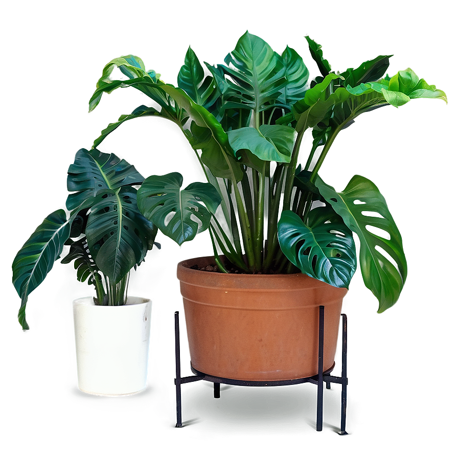 Large Indoor Plants Png Eyi