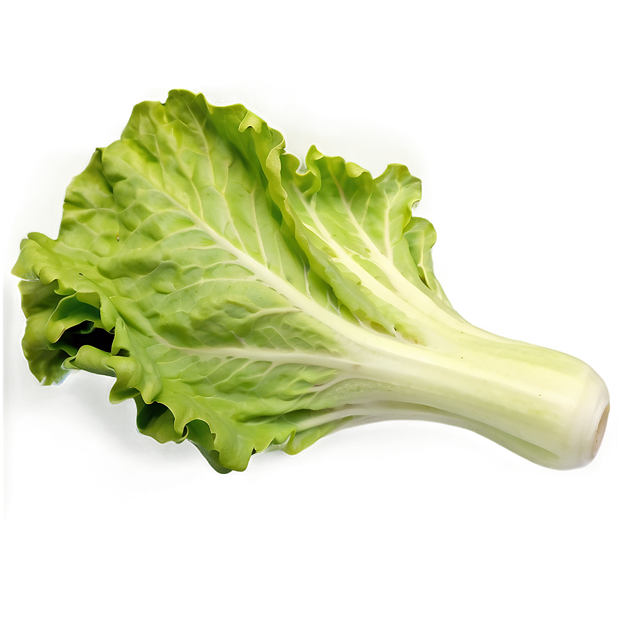 Large Lettuce Leaf Png 05242024