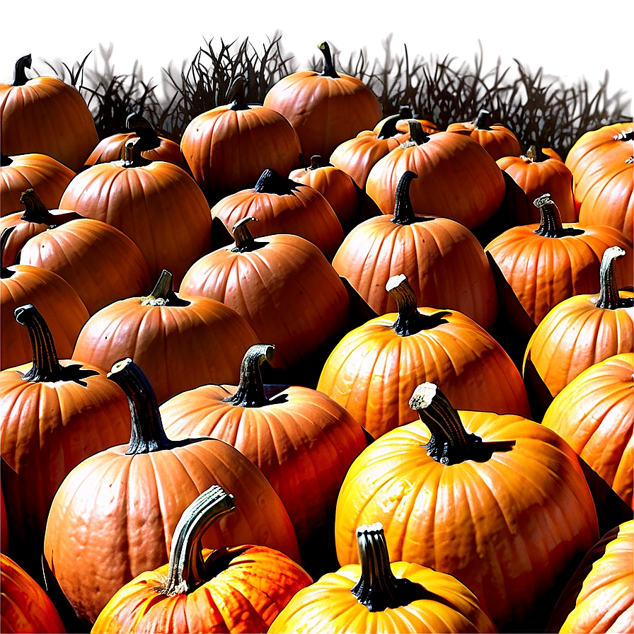 Large Pumpkin Patch Png Dtq46