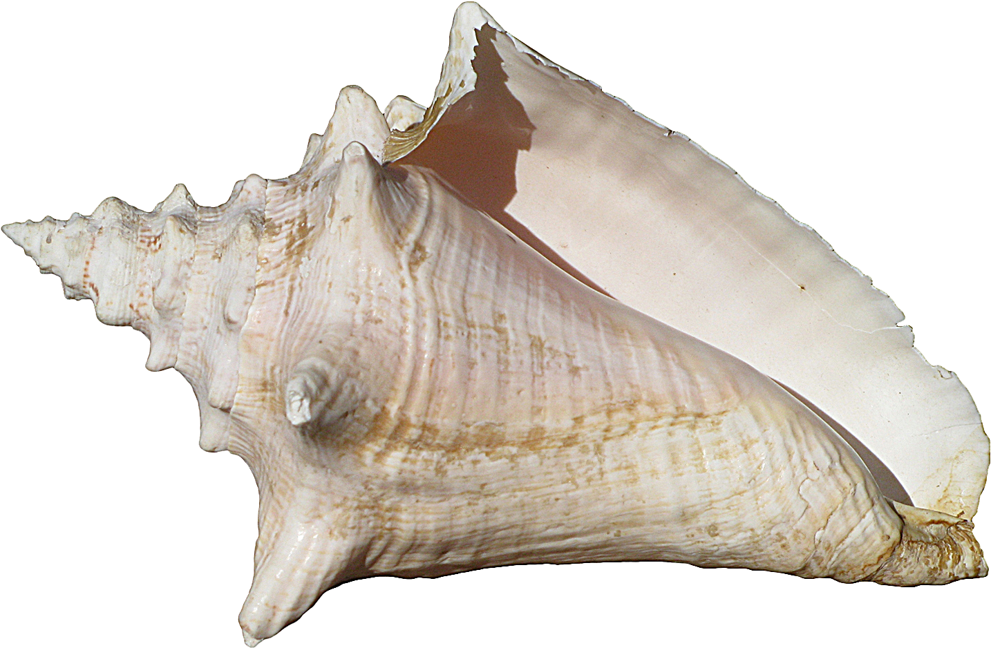 Large Queen Conch Shell