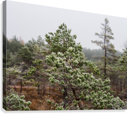 Latvian Pine Forest Winter