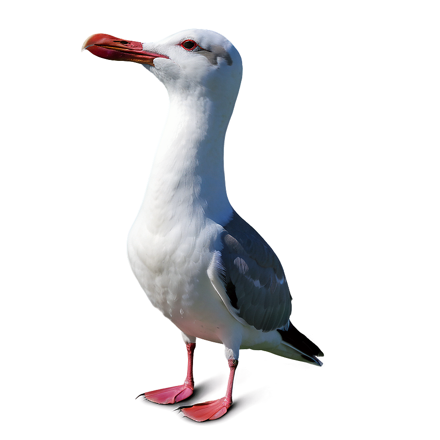 Laughing Seagull Png 60